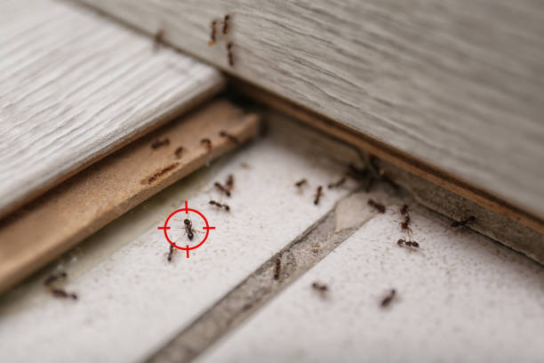 Best Insect Control  in Sherman, IL