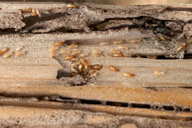Best Pest Prevention Services  in Sherman, IL