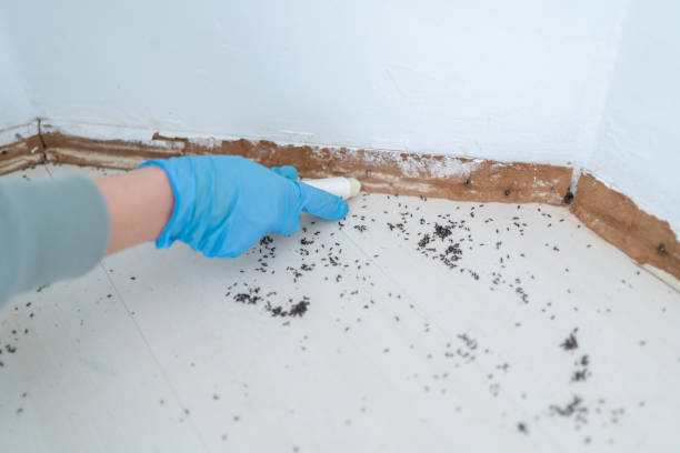 Best Affordable Pest Control Services  in Sherman, IL